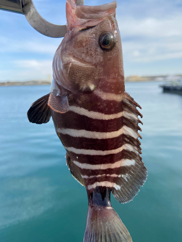 マハタモドキの釣果