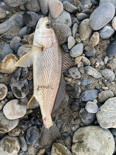 イシモチの釣果