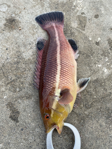 カンダイの釣果