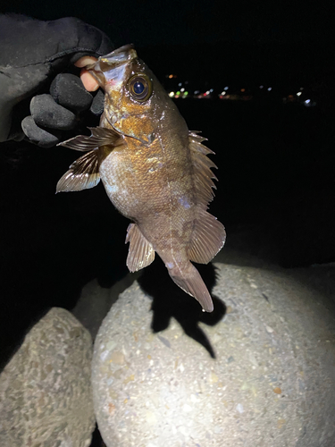 シロメバルの釣果