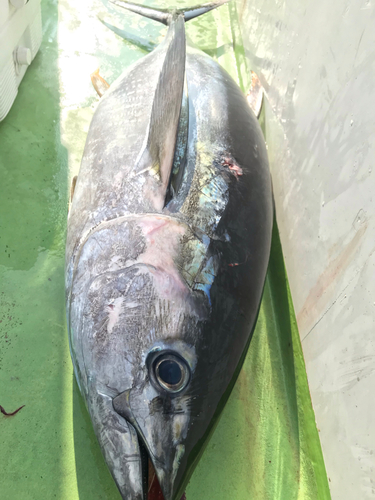 キハダマグロの釣果