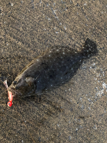 ヒラメの釣果