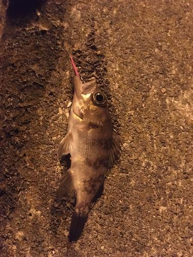 シロメバルの釣果