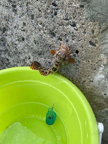 カンモンハタの釣果