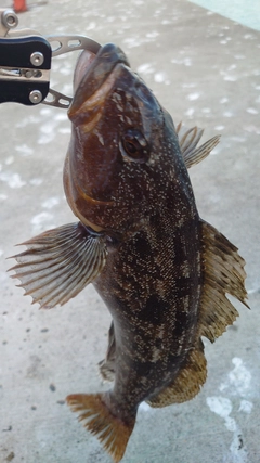 アイナメの釣果