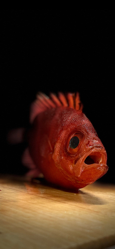 チカメキントキの釣果