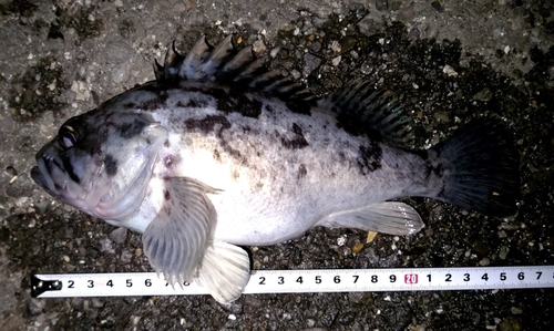 クロソイの釣果