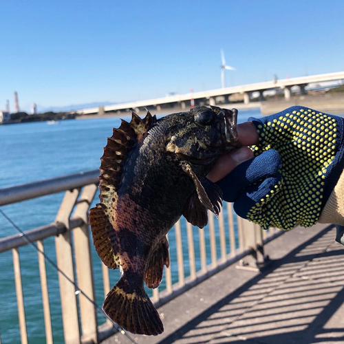 ムラソイの釣果