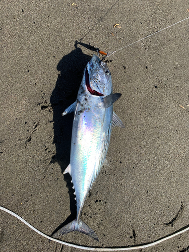 カツオの釣果