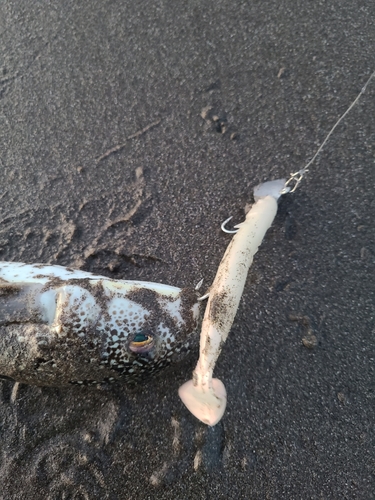 ショウサイフグの釣果