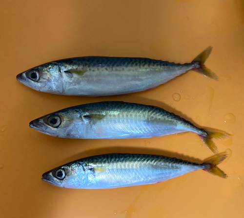 サバの釣果