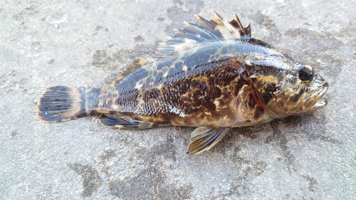 タケノコメバルの釣果