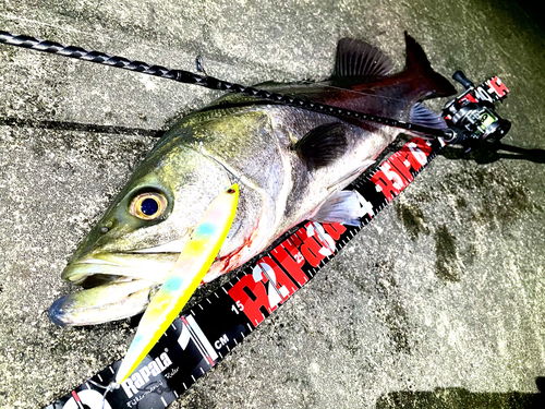 シーバスの釣果