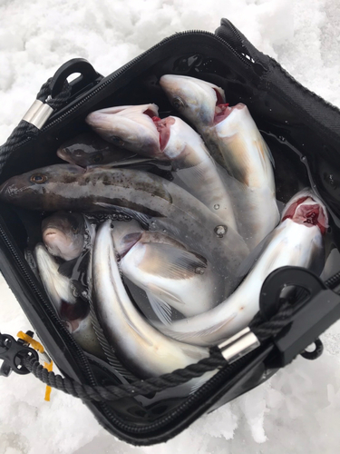 ホッケの釣果