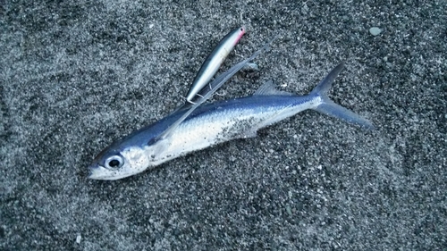 トビウオの釣果