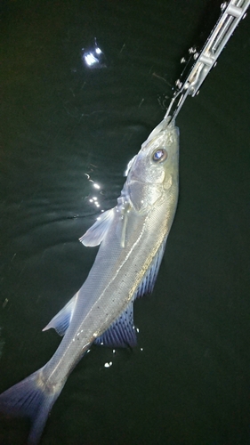 フッコ（マルスズキ）の釣果