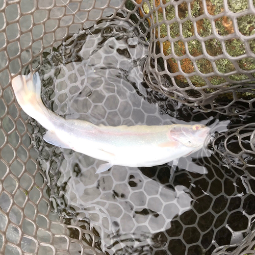 アルビノニジマスの釣果