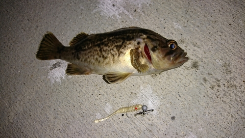 メバルの釣果