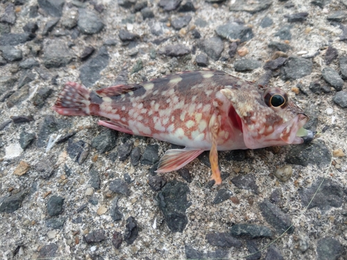 アラカブの釣果