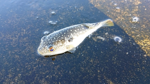 クサフグの釣果