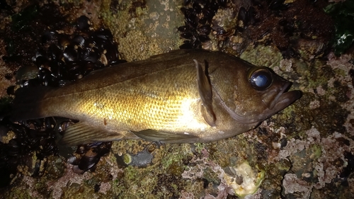 シロメバルの釣果