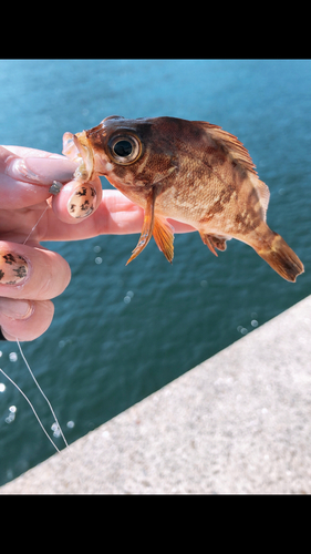 メバルの釣果