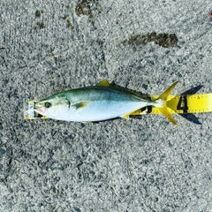 ツバスの釣果