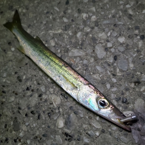 カマスの釣果