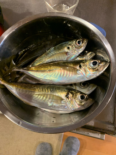 アジの釣果