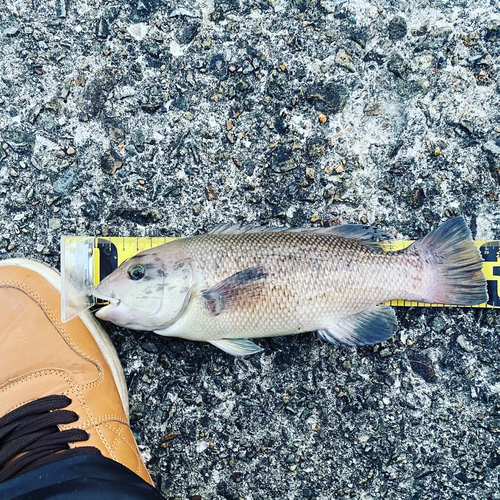 カンダイの釣果