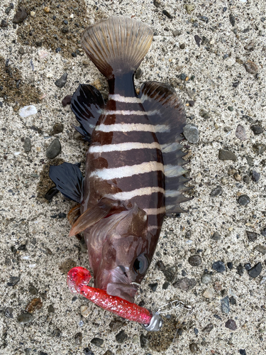 マハタの釣果