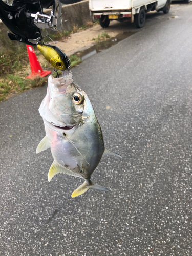 メッキの釣果