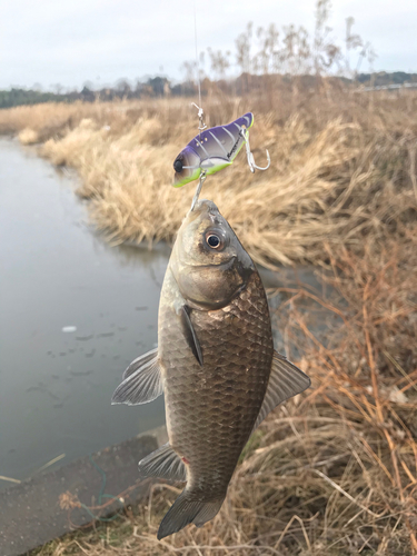 ヘラブナの釣果