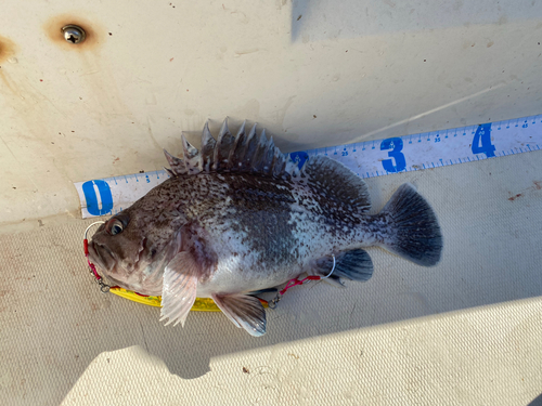 マゾイの釣果