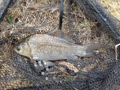 ヘラブナの釣果