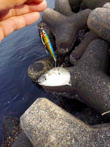 コノシロの釣果