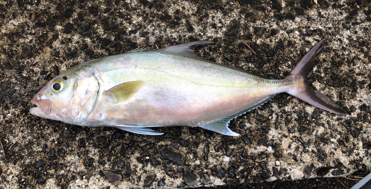 ヒレナガカンパチ