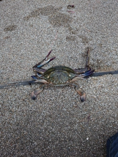 タイワンガザミの釣果