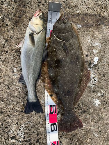 シーバスの釣果