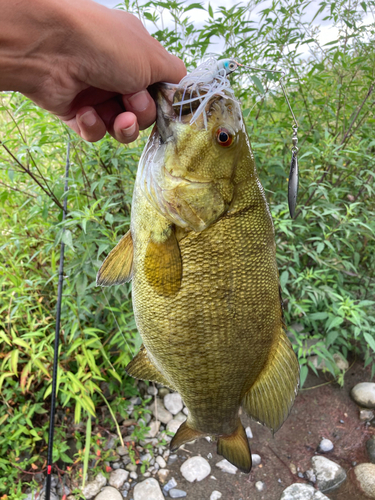 スモールマウスバスの釣果