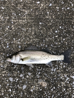 セイゴ（マルスズキ）の釣果