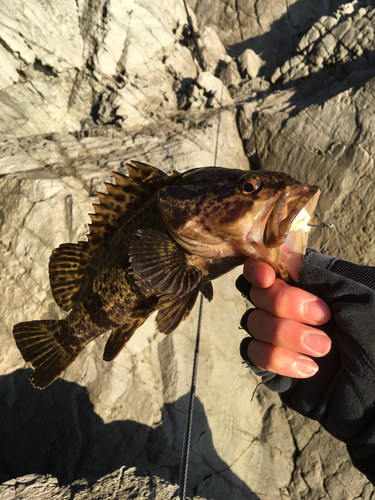 タケノコメバルの釣果