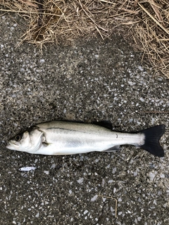 フッコ（マルスズキ）の釣果