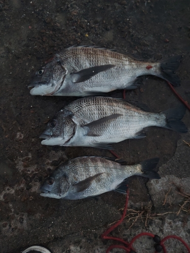 チヌの釣果