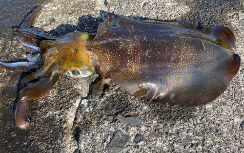 アオリイカの釣果