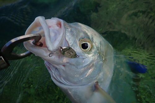 ナンヨウカイワリの釣果