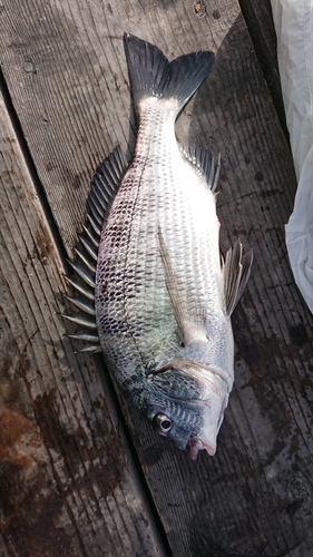 チヌの釣果