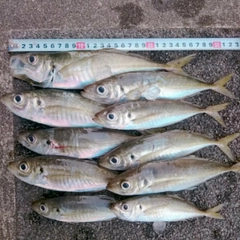 アジの釣果