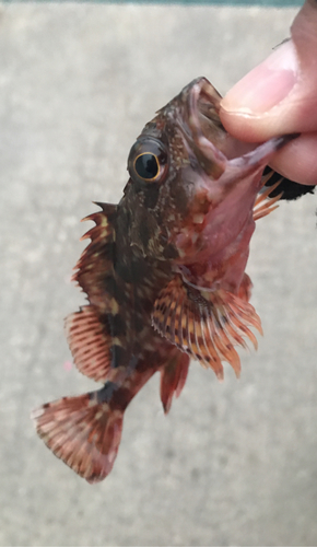 アラカブの釣果