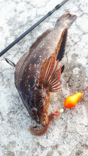 アイナメの釣果